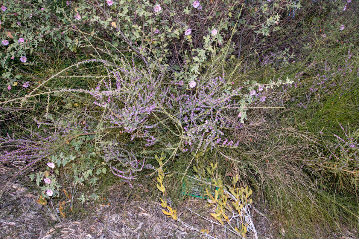 Image of Muraltia spinosa specimen.