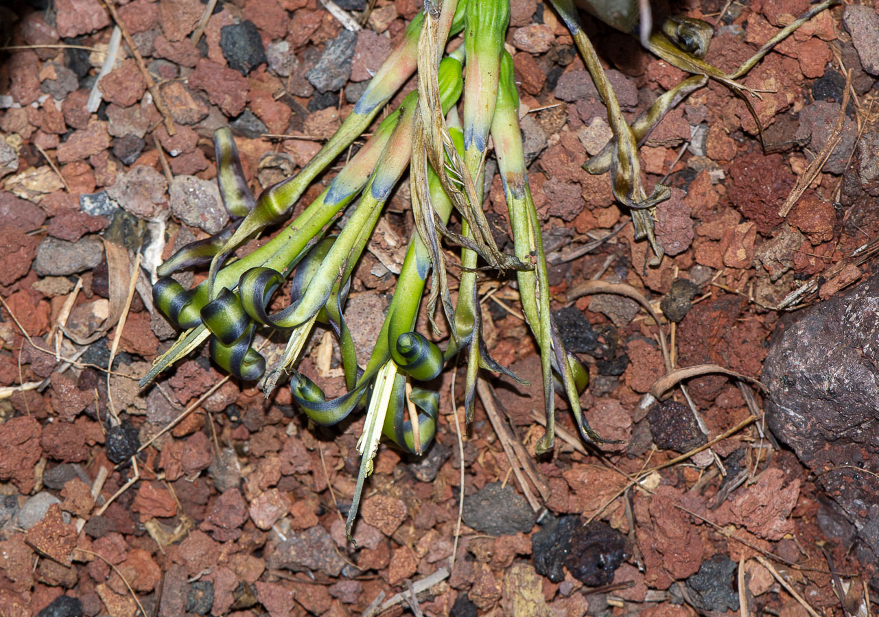 Изображение особи Billbergia nutans.