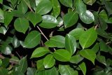 Camellia japonica