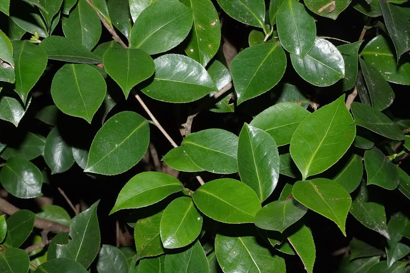 Image of Camellia japonica specimen.