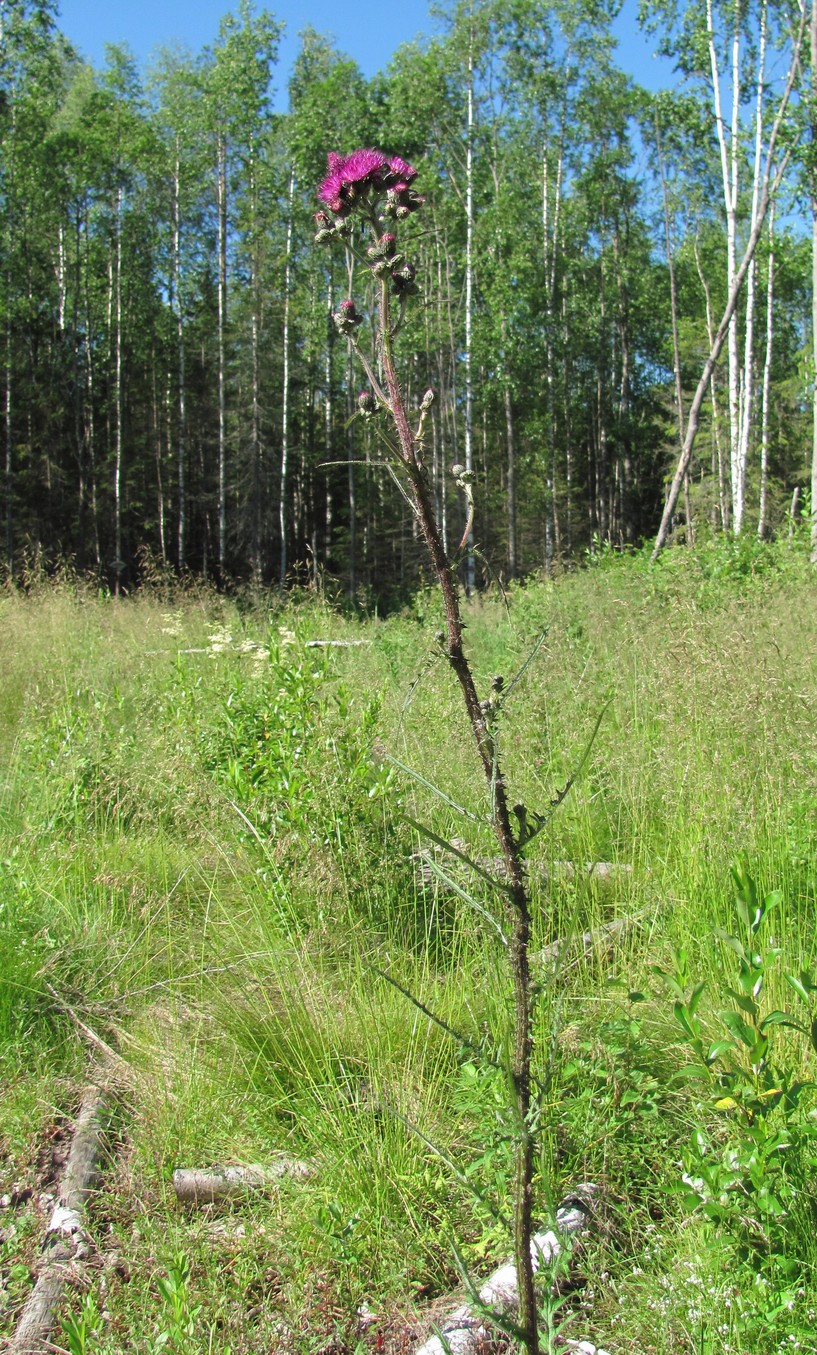 Изображение особи Cirsium palustre.