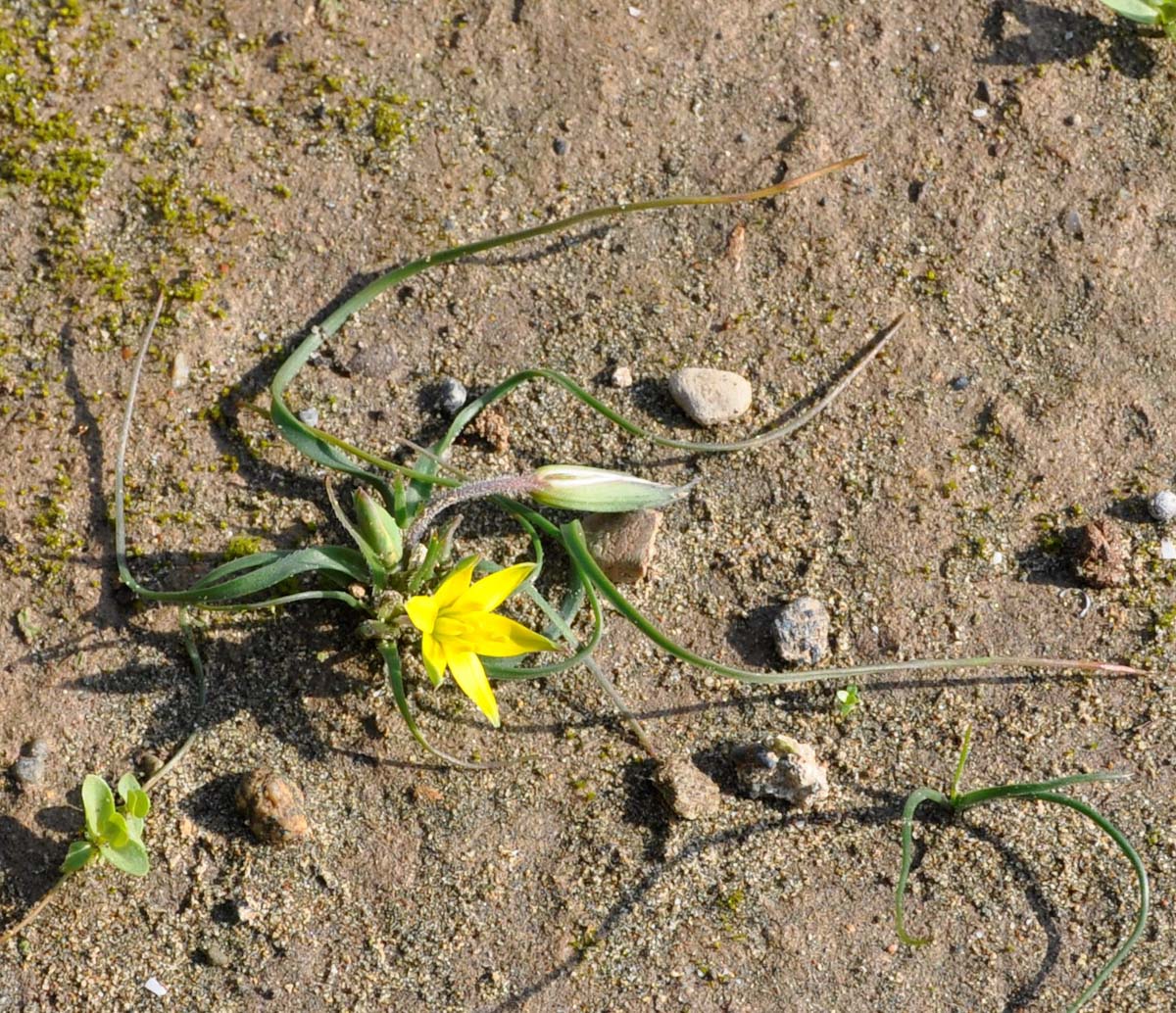 Image of genus Gagea specimen.