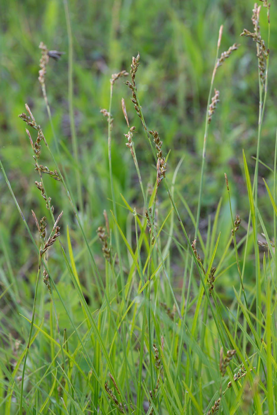 Image of Carex digitata specimen.