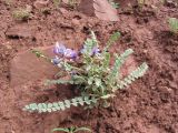 Oxytropis chesneyoides