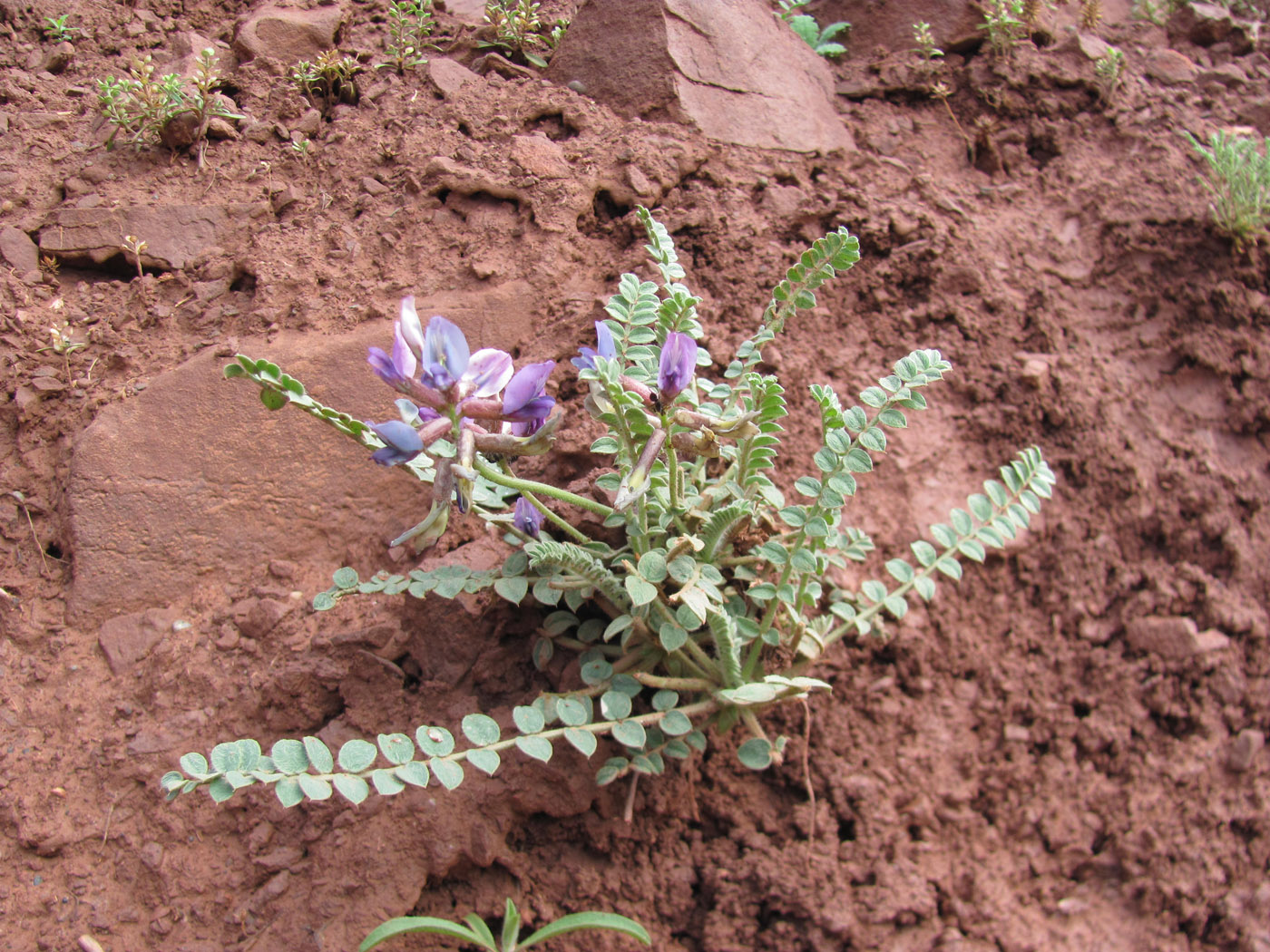 Image of Oxytropis chesneyoides specimen.