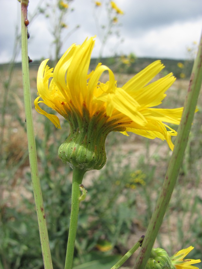 Image of Sonchus arvensis ssp. uliginosus specimen.