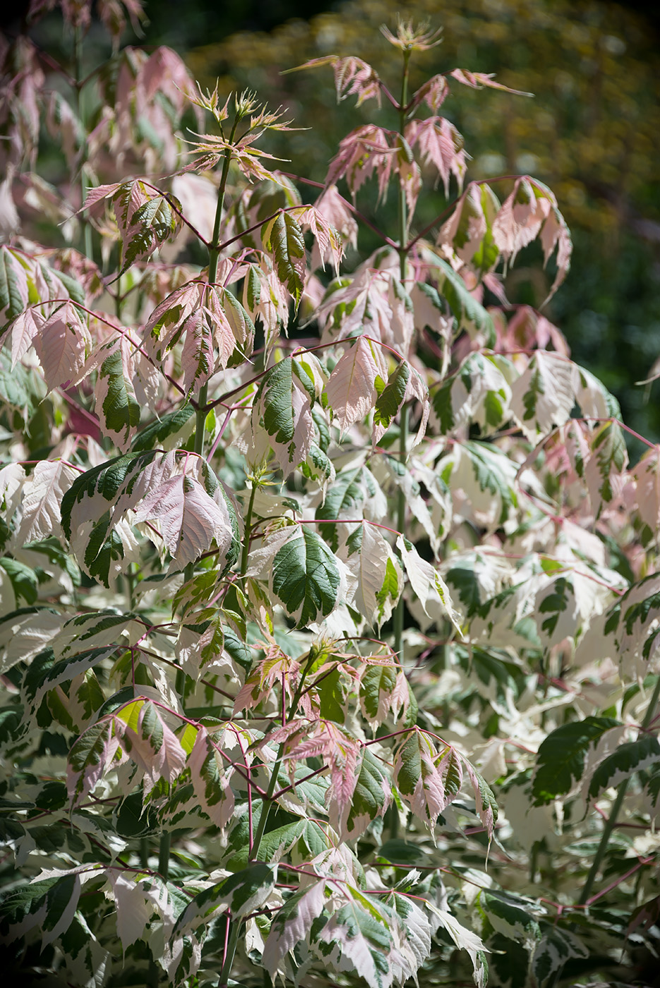 Image of Acer negundo specimen.