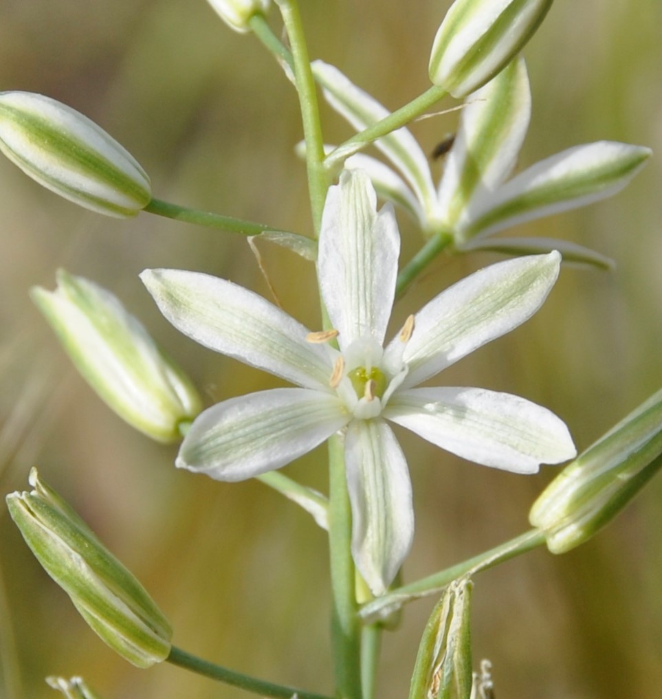 Image of Ornithogalum narbonense specimen.