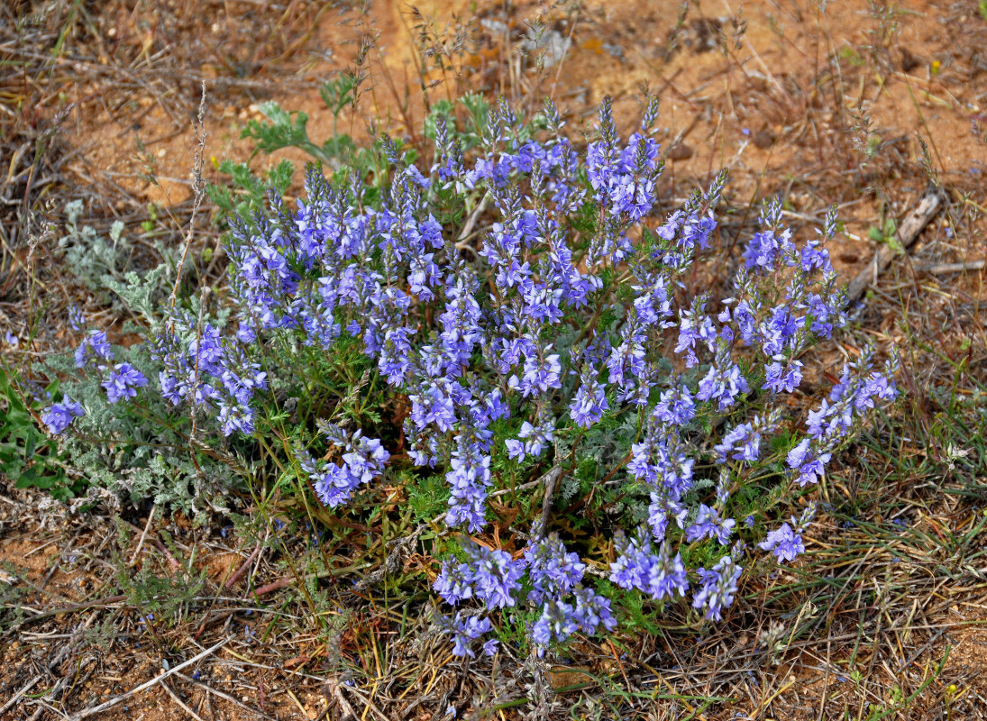 Image of Veronica capsellicarpa specimen.