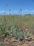Plantago dubia