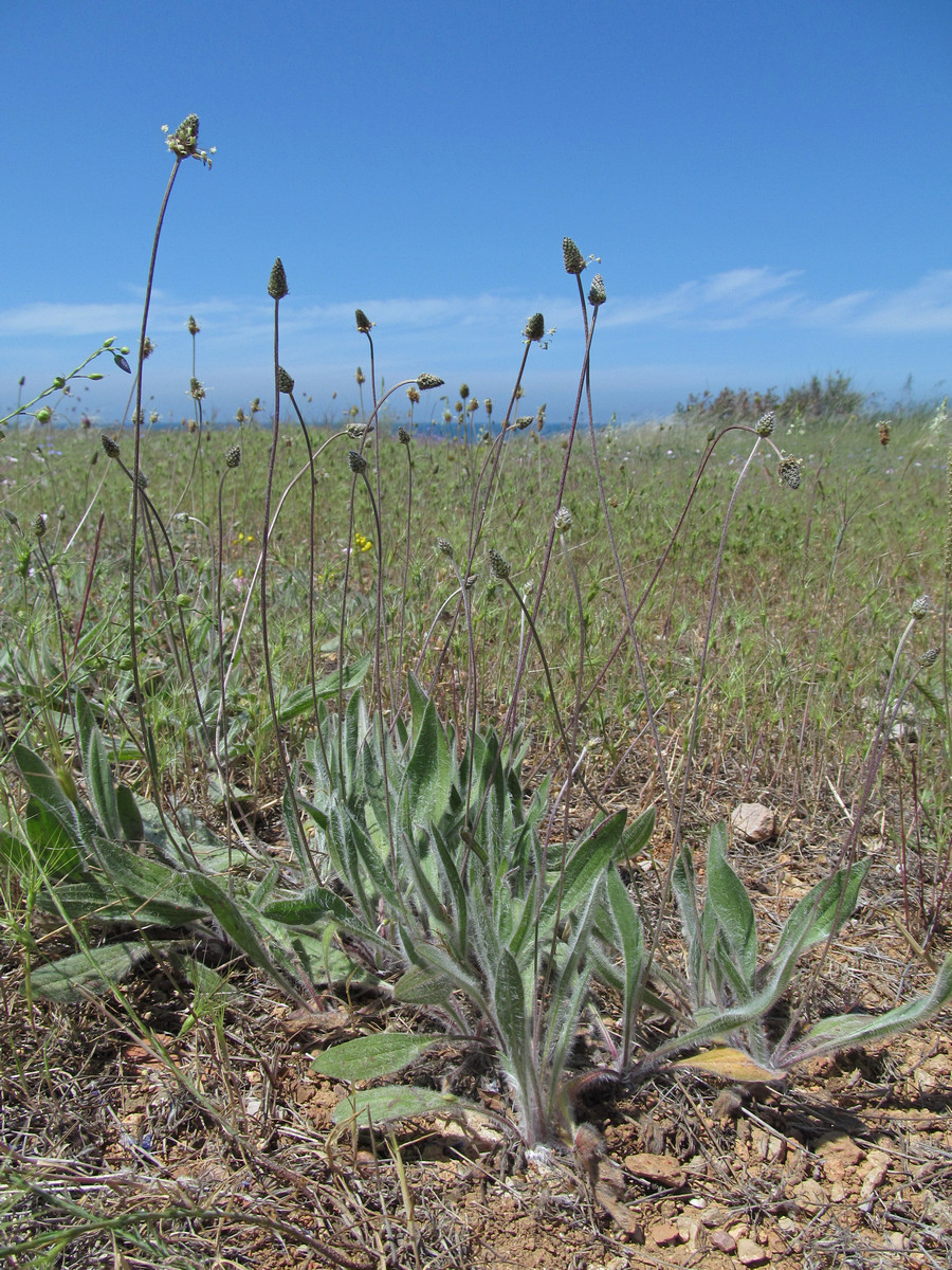 Image of Plantago dubia specimen.