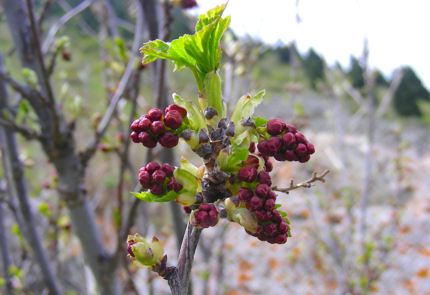 Изображение особи Ribes meyeri.