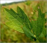 Thalictrum flavum. Часть листа. Чувашия, окр. г. Шумерля, Кумашкинский заказник, Соколова поляна. 11 июля 2010 г.