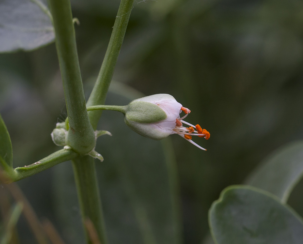 Image of Zygophyllum fabago specimen.