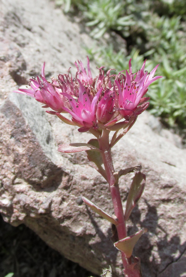 Изображение особи Sedum spurium.