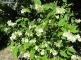 Philadelphus coronarius. Цветущие побеги. Волгоград, пос. Металлургов, ВР Ботсад, в культуре. 25.05.2019.