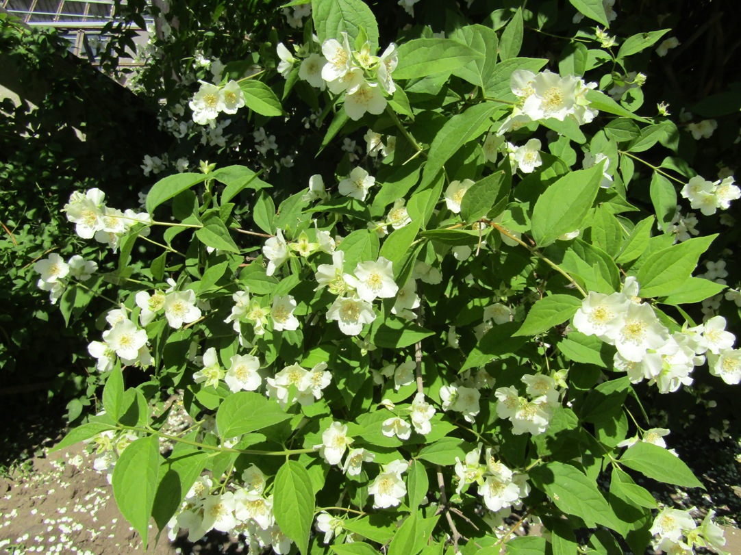 Image of Philadelphus coronarius specimen.