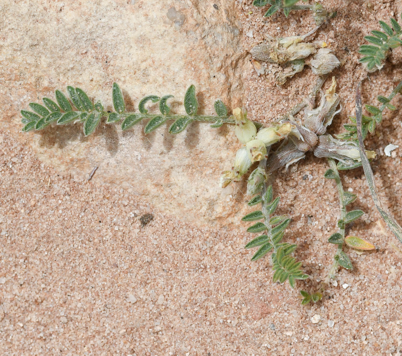 Image of Astragalus tribuloides specimen.