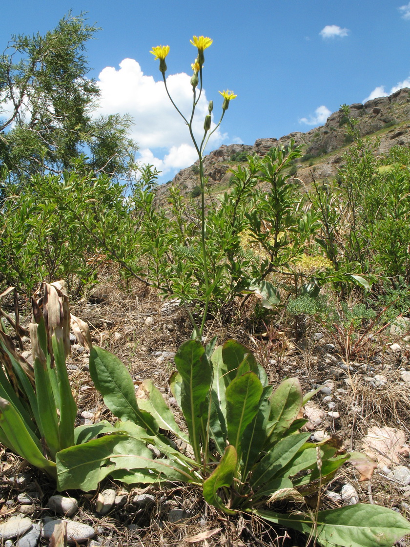 Image of Crepis darvazica specimen.