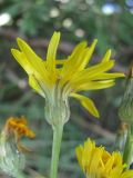 Crepis pannonica