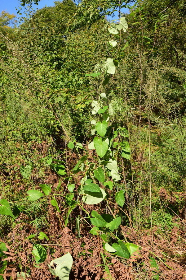 Image of Metaplexis japonica specimen.