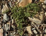 Salsola pontica