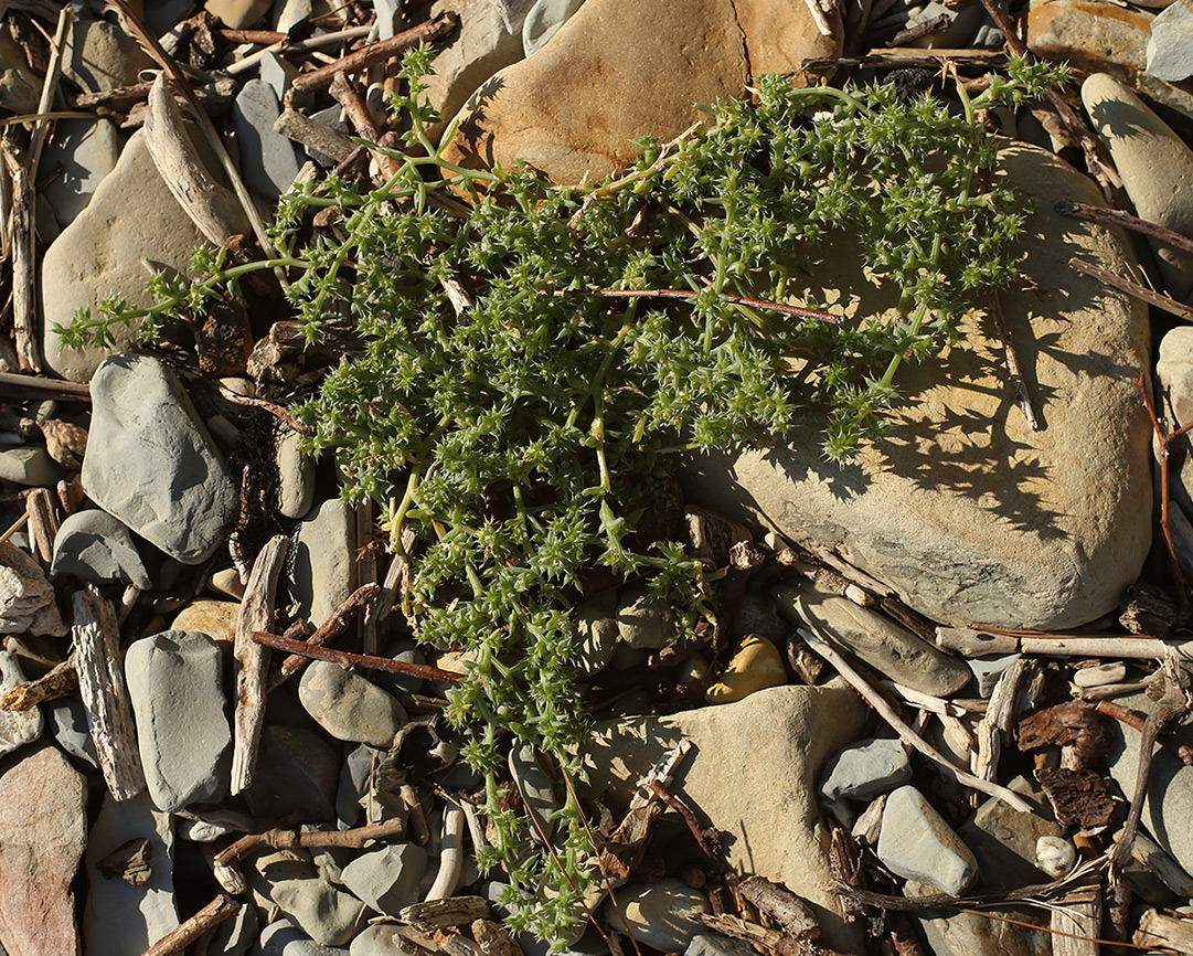 Изображение особи Salsola pontica.