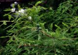 Taxodium distichum