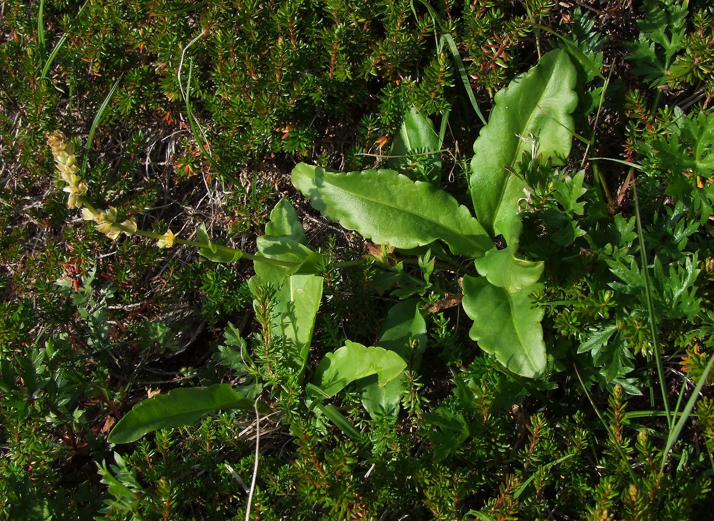 Image of Lagotis minor specimen.