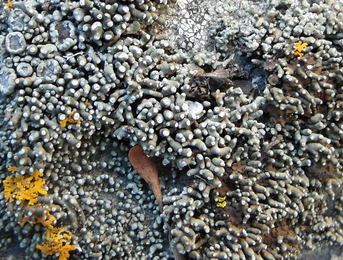 Image of Aspicilia transbaicalica specimen.