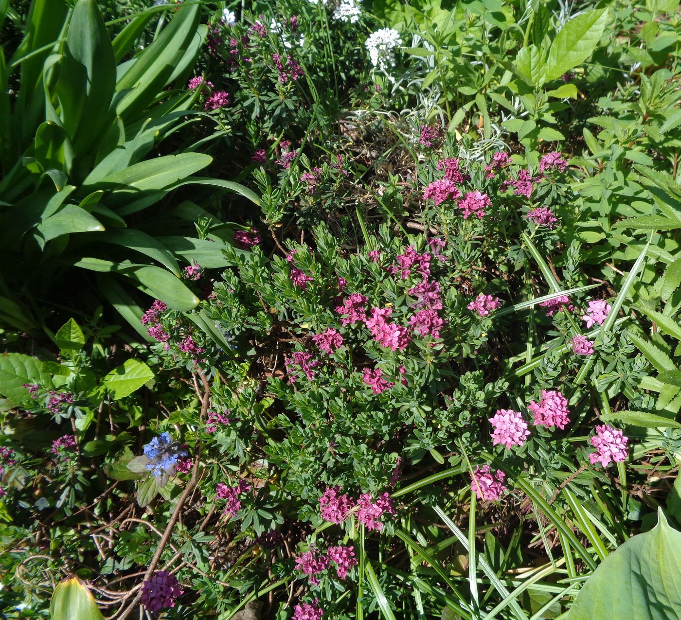 Image of Daphne cneorum specimen.