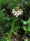 Cardamine densiflora. Верхняя часть генеративного побега с соцветием. Таджикистан, Согдийская обл., Айнинский р-н, окр. с. Сарытаг; Памиро-Алай, Фанские горы, бас. оз. Искандеркуль, дол. р. Арх (лев. приток р. Сарытаг), сырой березняк. 10.06.2019.