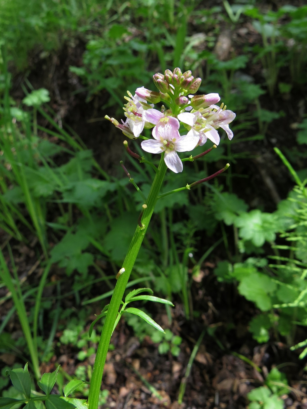 Изображение особи Cardamine densiflora.