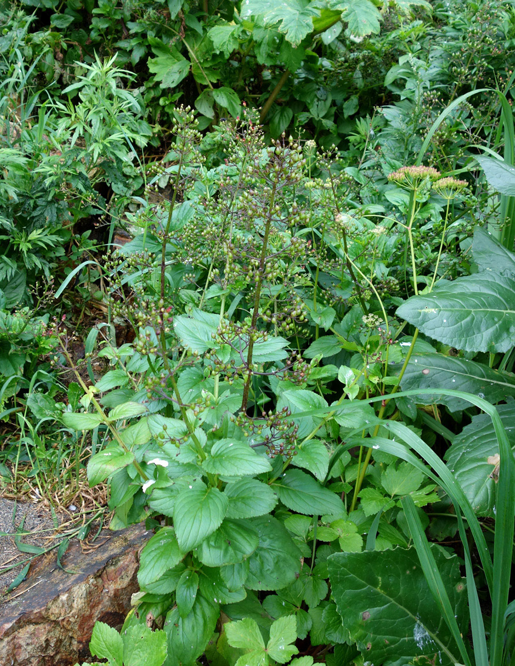 Изображение особи Scrophularia grayana.