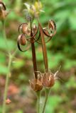 Geranium sylvaticum