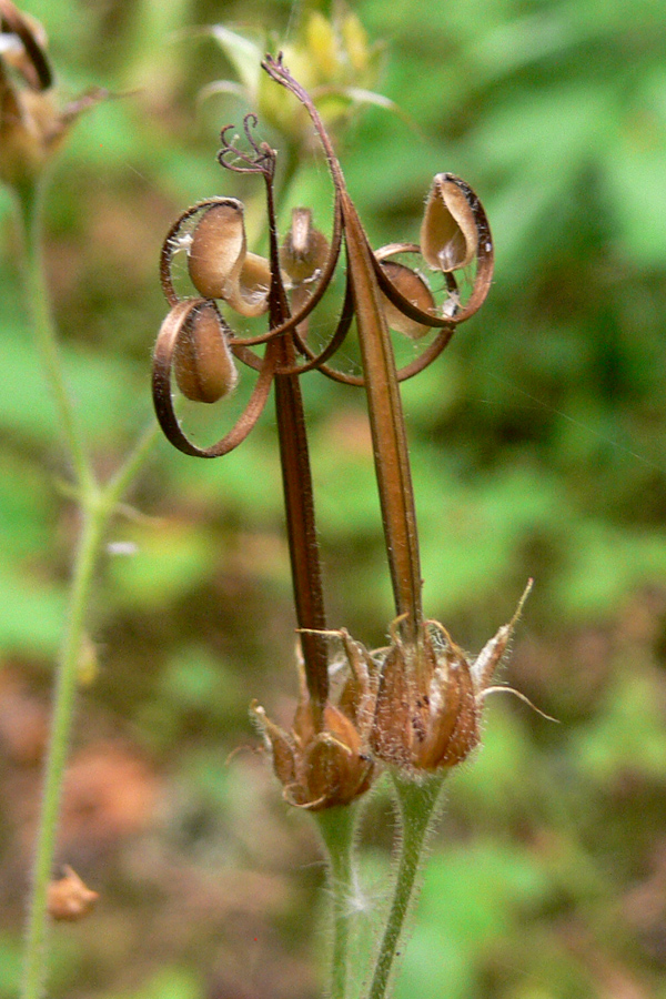 Изображение особи Geranium sylvaticum.