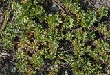 Potentilla acaulis