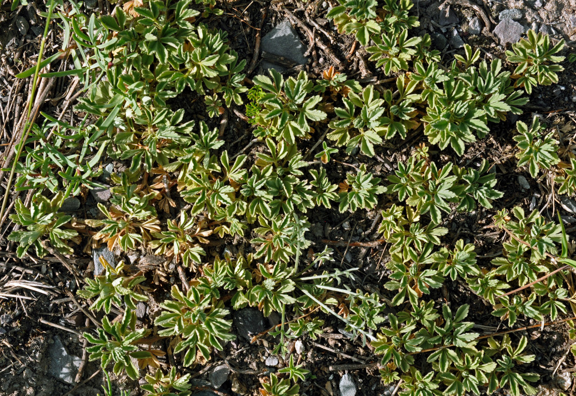 Image of Potentilla acaulis specimen.