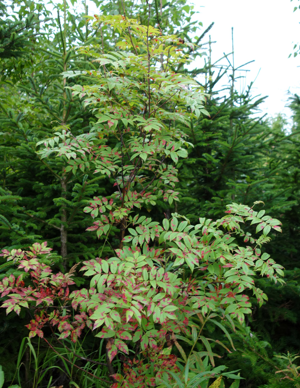 Изображение особи Sorbus sibirica.