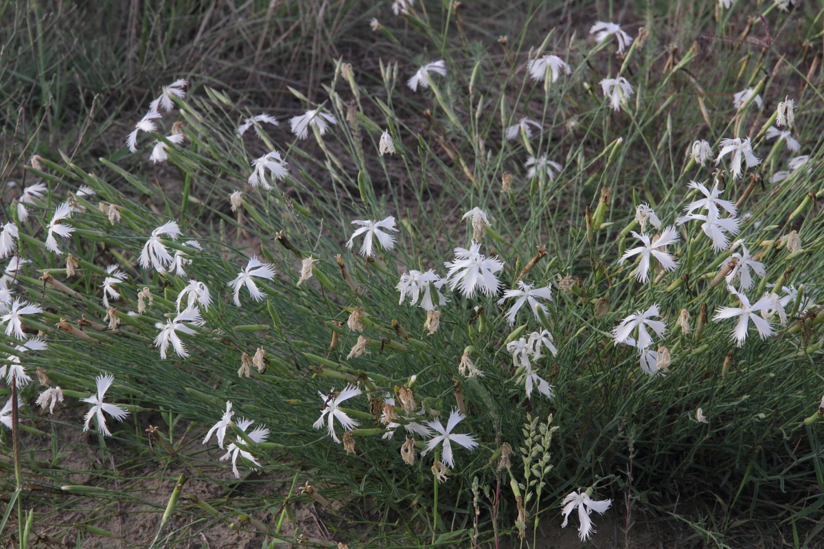 Изображение особи Dianthus serotinus.