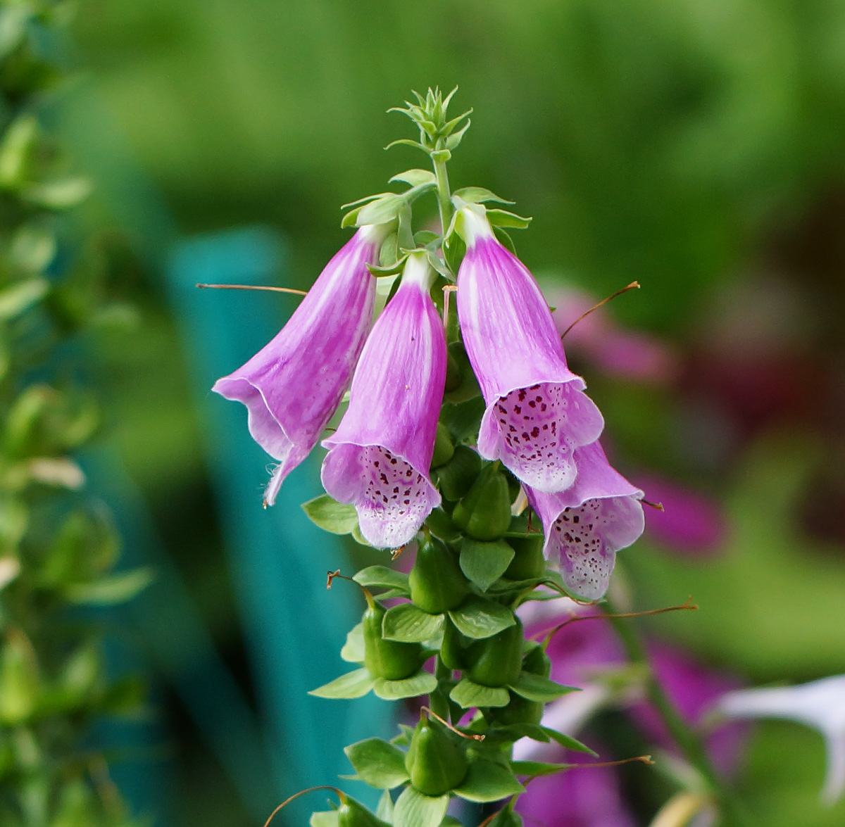 Изображение особи Digitalis purpurea.