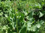 род Rumex. Верхушки растений с соцветиями. Кыргызстан, Чуйская обл., Аламудунский р-н, долина р. Ала-Арча, высокая пойма. 27.05.2019.