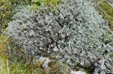 Cladonia pyxidata