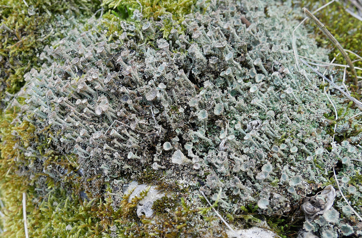 Изображение особи Cladonia pyxidata.