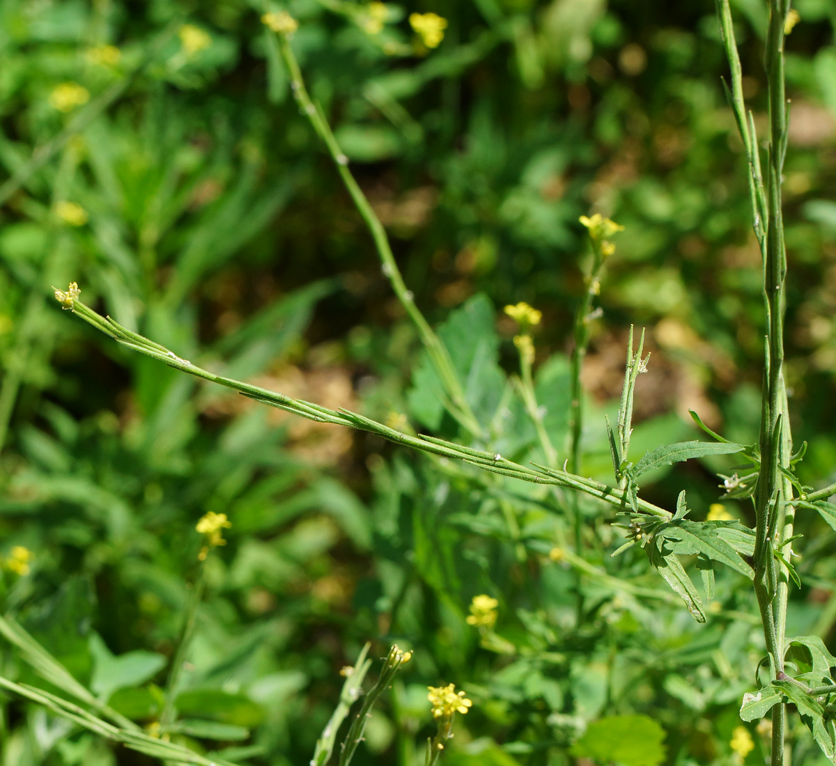 Image of Sisymbrium officinale specimen.