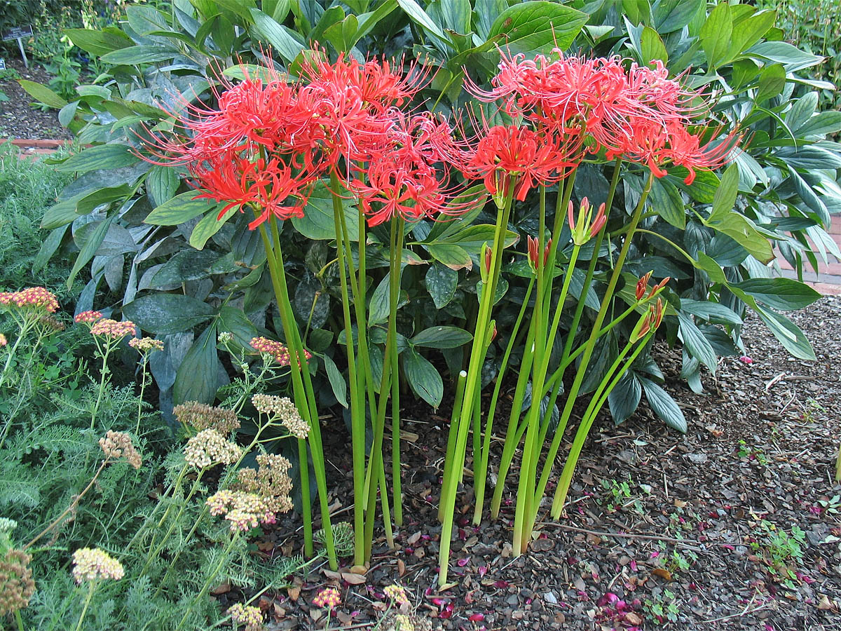 Image of Lycoris radiata specimen.