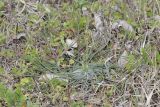 genus Scorzonera. Вегетирующее растение. Крым, Бахчисарайский р-н, окр. с. Дачное, фруктовый сад. 14.04.2020.
