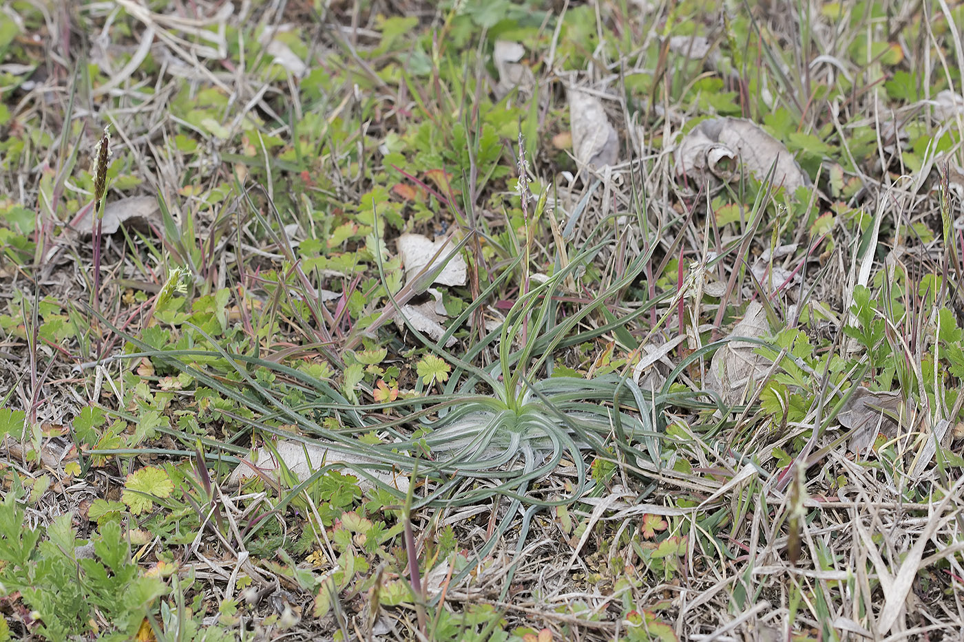 Image of genus Scorzonera specimen.