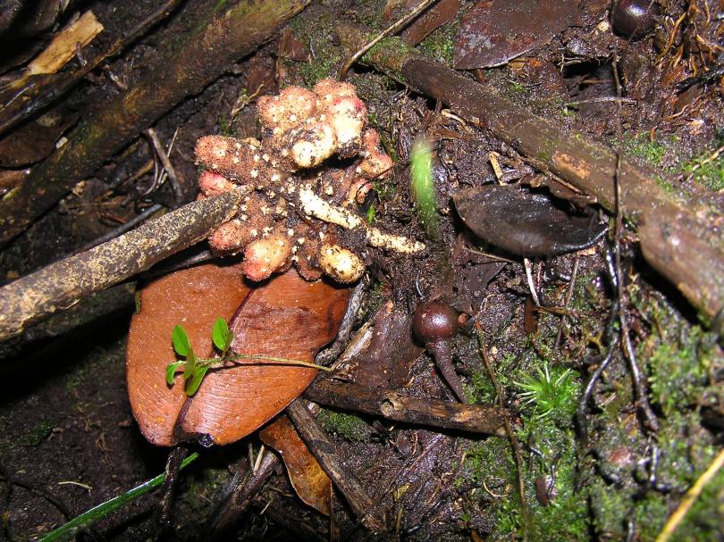 Image of Balanophora papuana specimen.