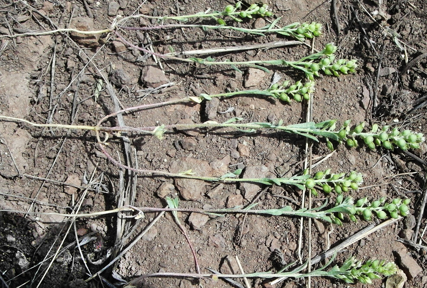 Изображение особи Alyssum turkestanicum var. desertorum.